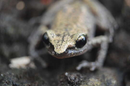 Image of Rio Grande Chirping Frog