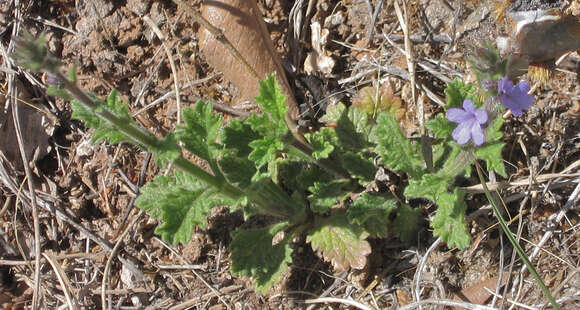 Image of fanleaf vervain