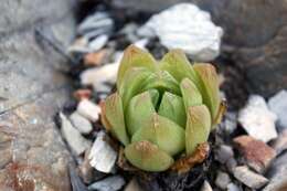 Image of Haworthia cymbiformis var. cymbiformis