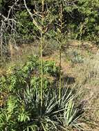 Image of Brazos River yucca