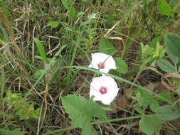 Image of Texas bindweed