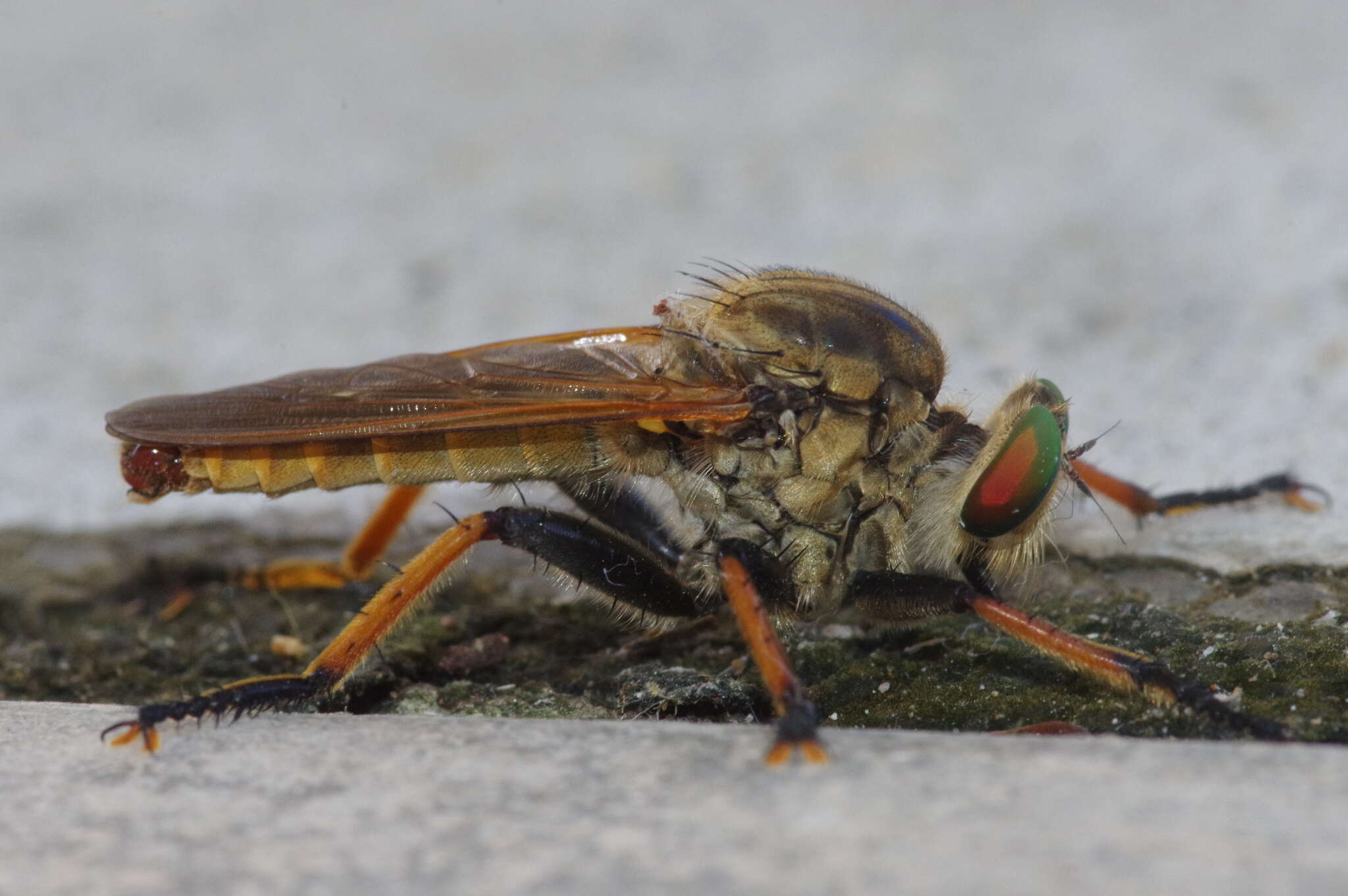 Image de Cophinopoda chinensis (Fabricius 1794)