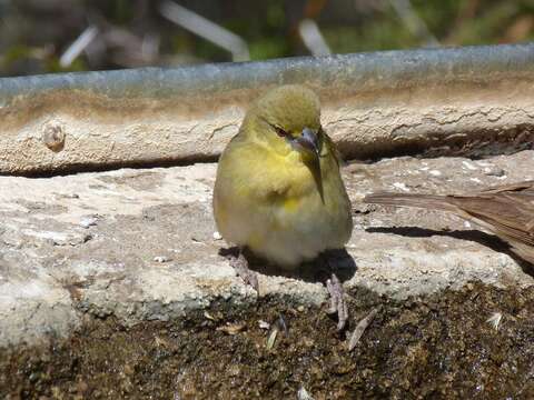 Image of African Masked Weaver