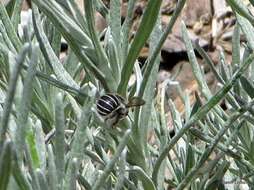 Image of <i>Pseudoanthidium repetitum</i>