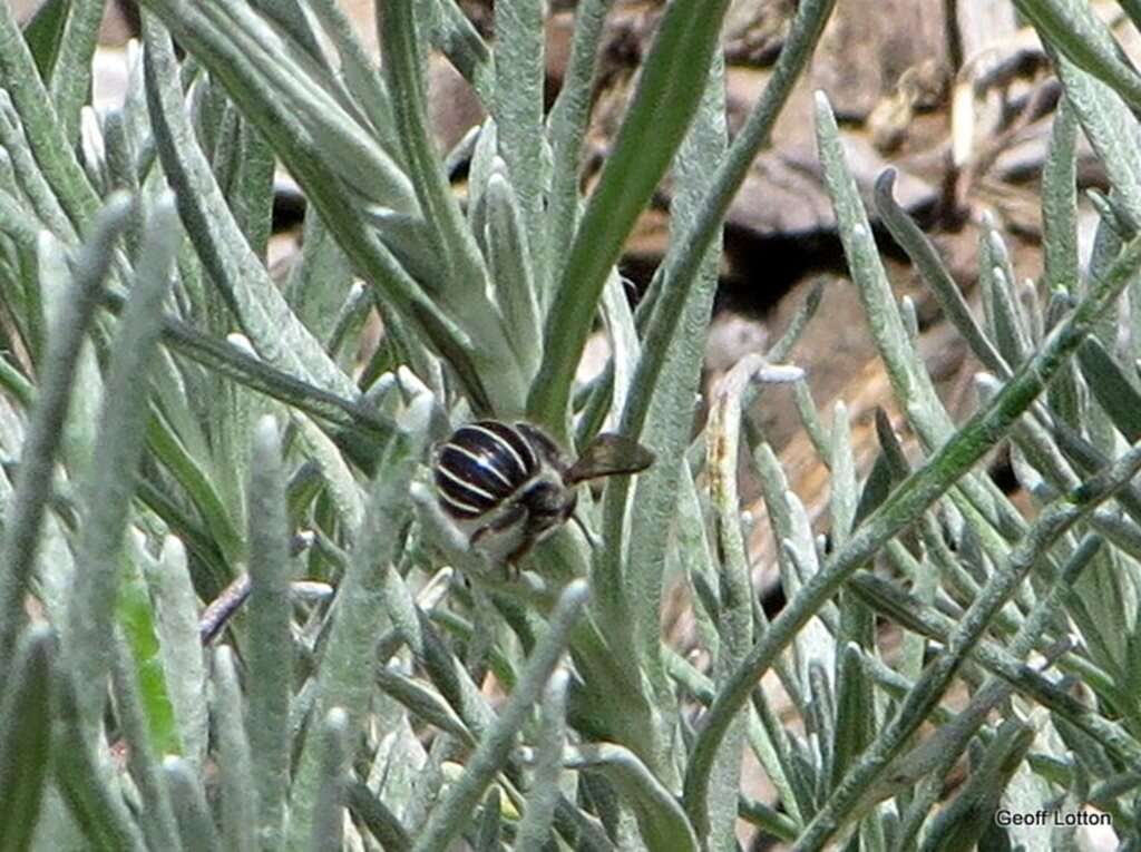 Image of <i>Pseudoanthidium repetitum</i>