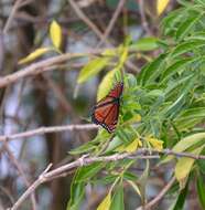 Imagem de Limenitis archippus floridensis Strecker 1878