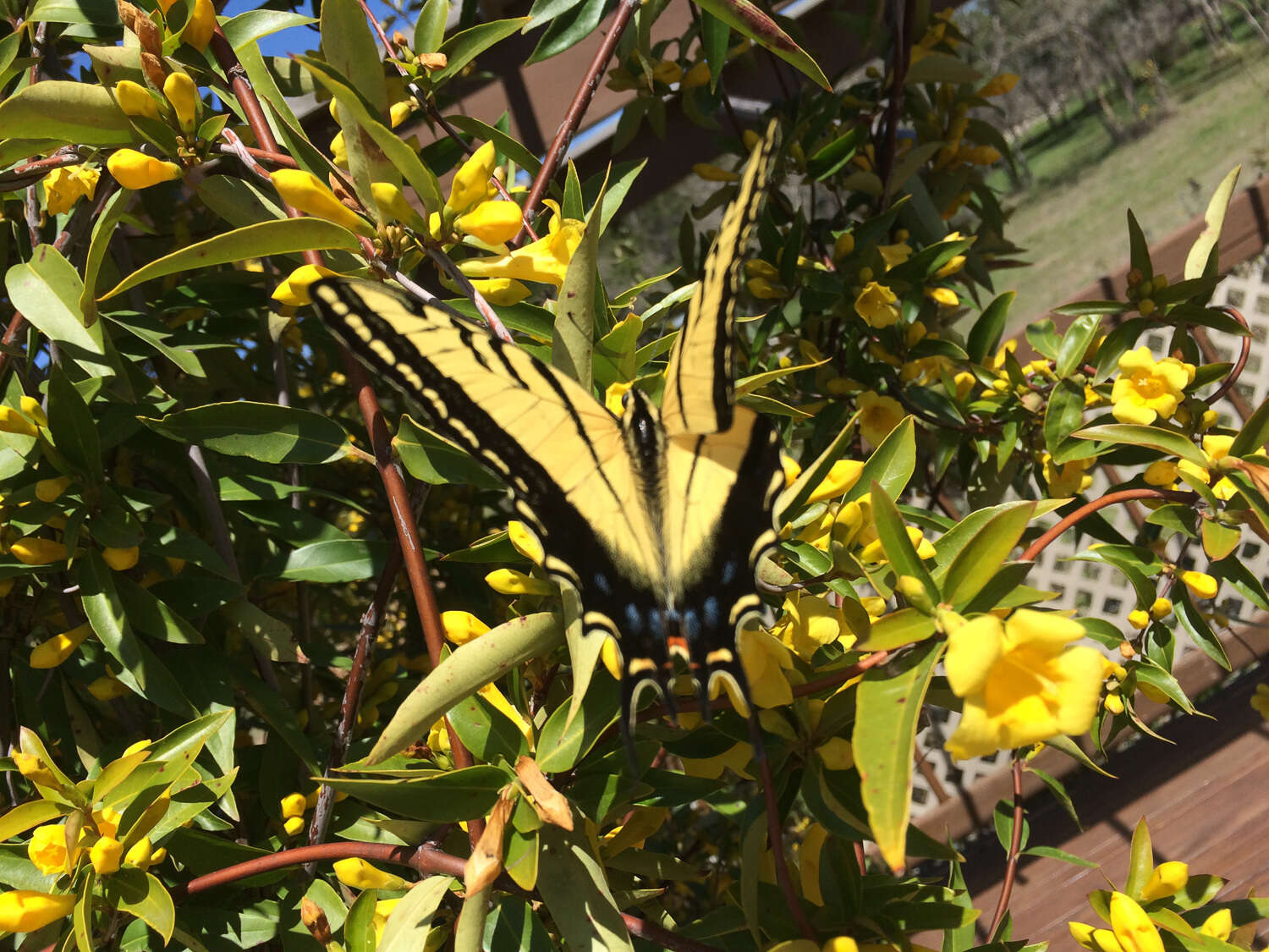 Слика од Papilio multicaudata Kirby 1884