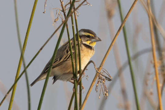 Image of Black-breasted Weaver