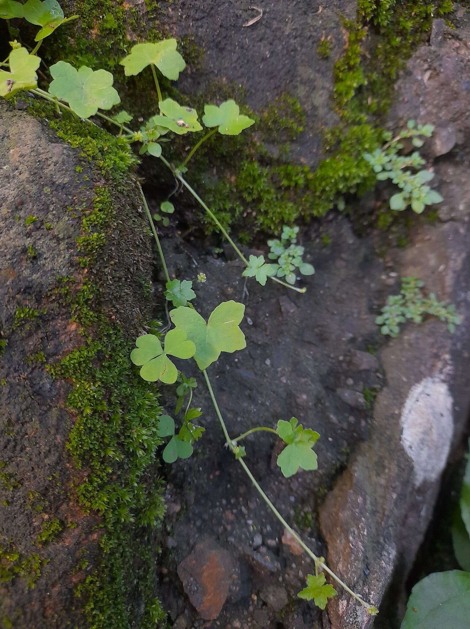 Imagem de Hydrocotyle acutiloba (F. Müll.) Wakef.