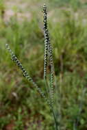 Paspalum floridanum Michx. resmi