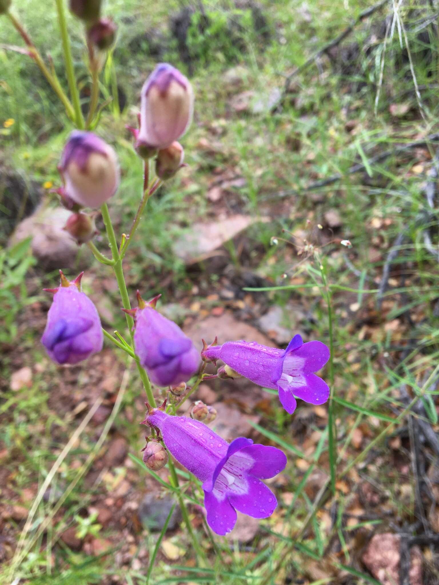 Image of Sonoran beardtongue