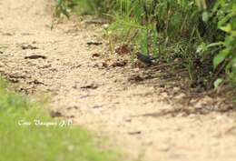 Image of Fan-tailed Warbler