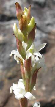 Image de Satyrium stenopetalum subsp. brevicalcaratum (Bolus) A. V. Hall