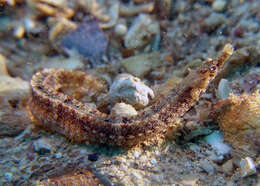 Image of Obscure pipefish