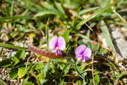 Image of Tephrosia obovata Merr.