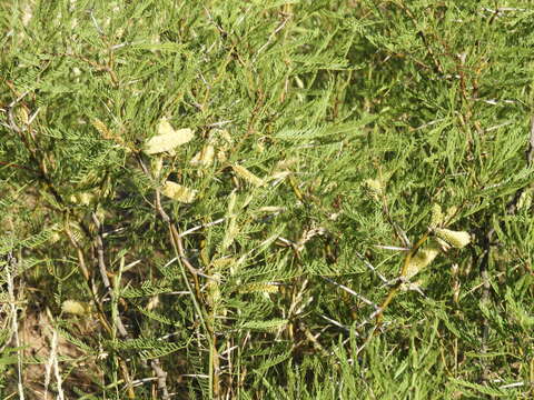 صورة Prosopis flexuosa var. depressa F. A. Roig