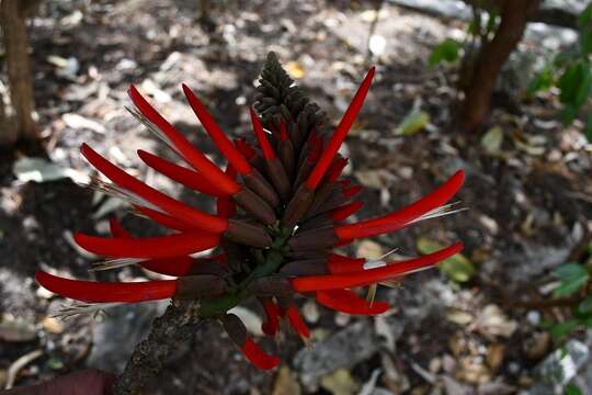 Erythrina berteroana Urb. resmi