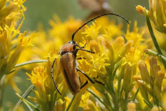 Imagem de Crossidius coralinus (Le Conte 1862)