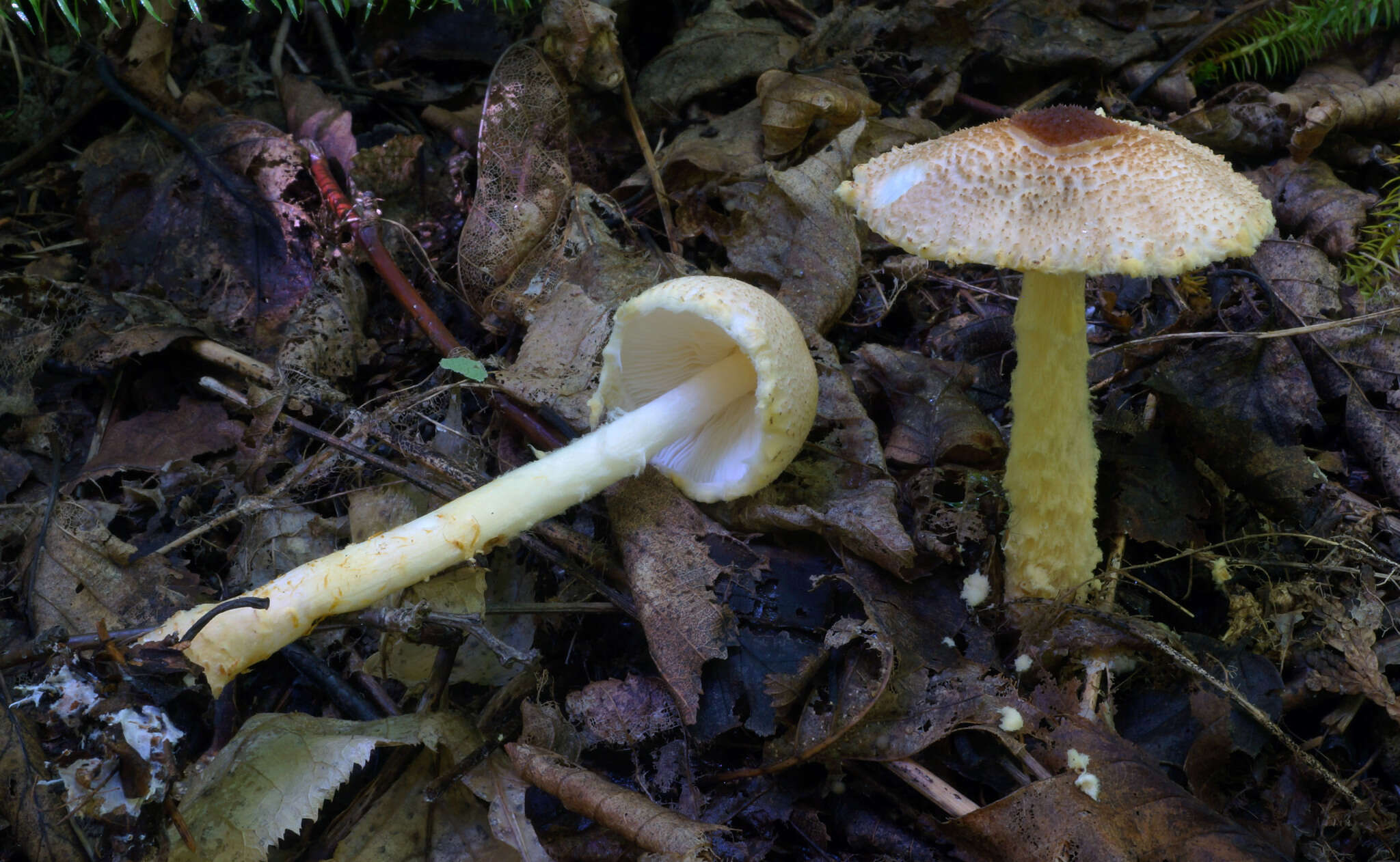 Image de Lépiote à spores ventrues