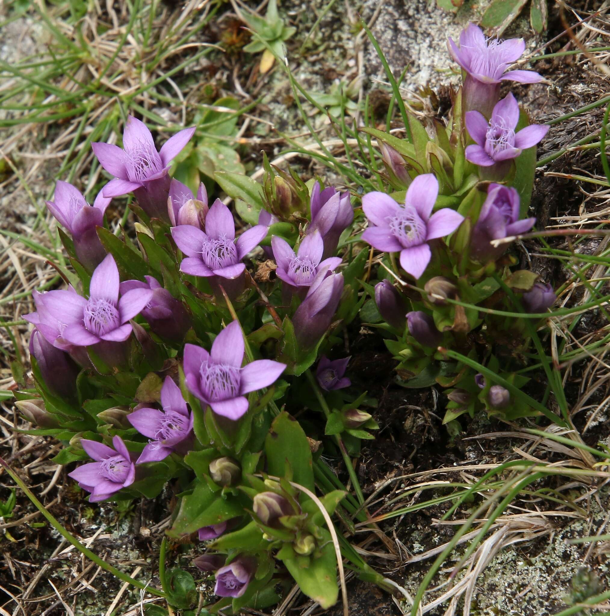 Imagem de Gentianella anisodonta (Borbás) A. & D. Löve