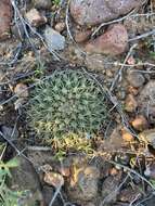 Image de Mammillaria brandegeei subsp. brandegeei