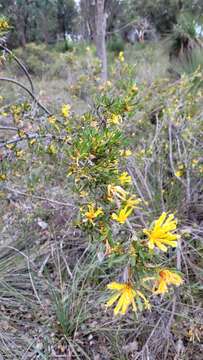 Image of Lambertia multiflora Lindl.