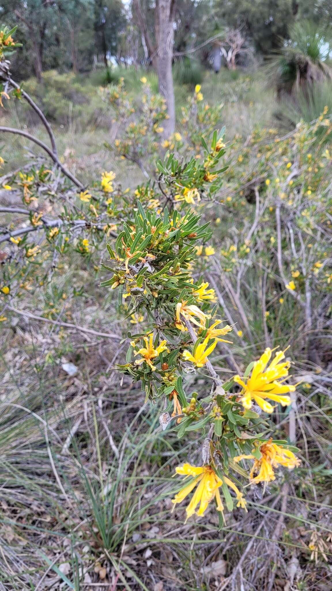 Image of Lambertia multiflora Lindl.