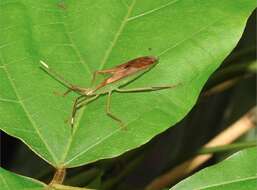 Plancia ëd Homoeocerus (Anacanthocoris) striicornis Scott 1874