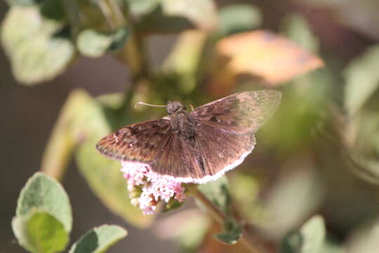 Image of Erynnis tristis tatius (W. H. Edwards 1883)