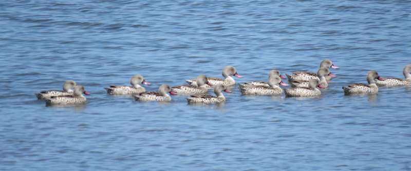 Image of Cape Teal