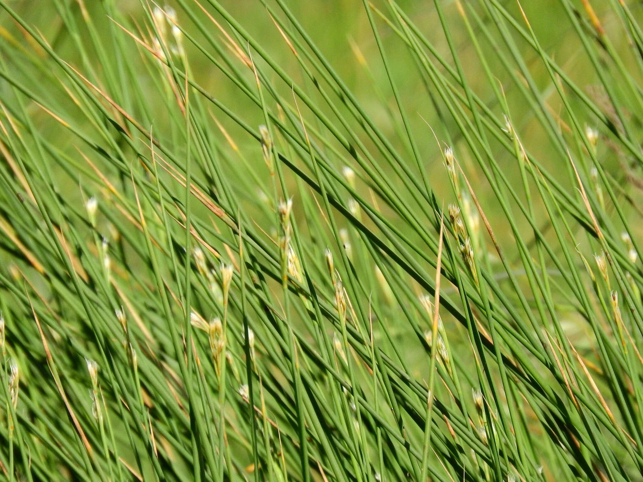 Image of Juncus subulatus Forskál