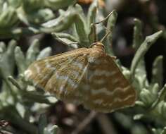 Image of Idaea sericeata