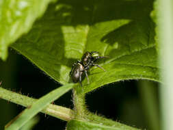 Image of Heliophanus auratus C. L. Koch 1835