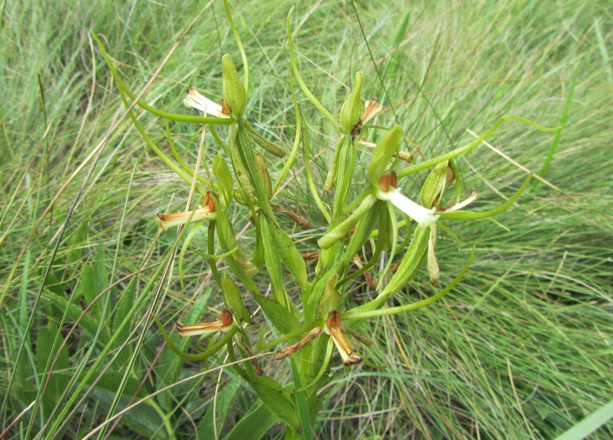 Habenaria clavata (Lindl.) Rchb. fil. resmi