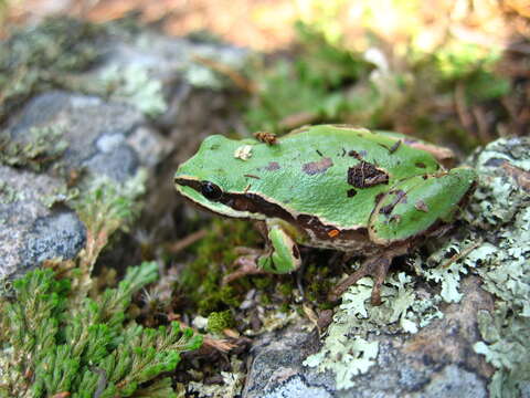 Image of Madrean Treefrog