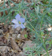 Image of meadow flax