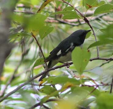 Image of Black-throated Blue Warbler