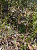 Image of Caladenia clavescens (D. L. Jones) G. N. Backh.