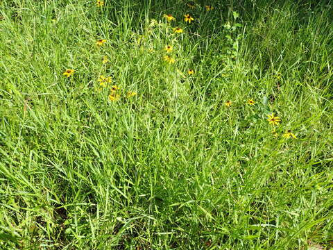 Слика од Panicum brachyanthum Steud.