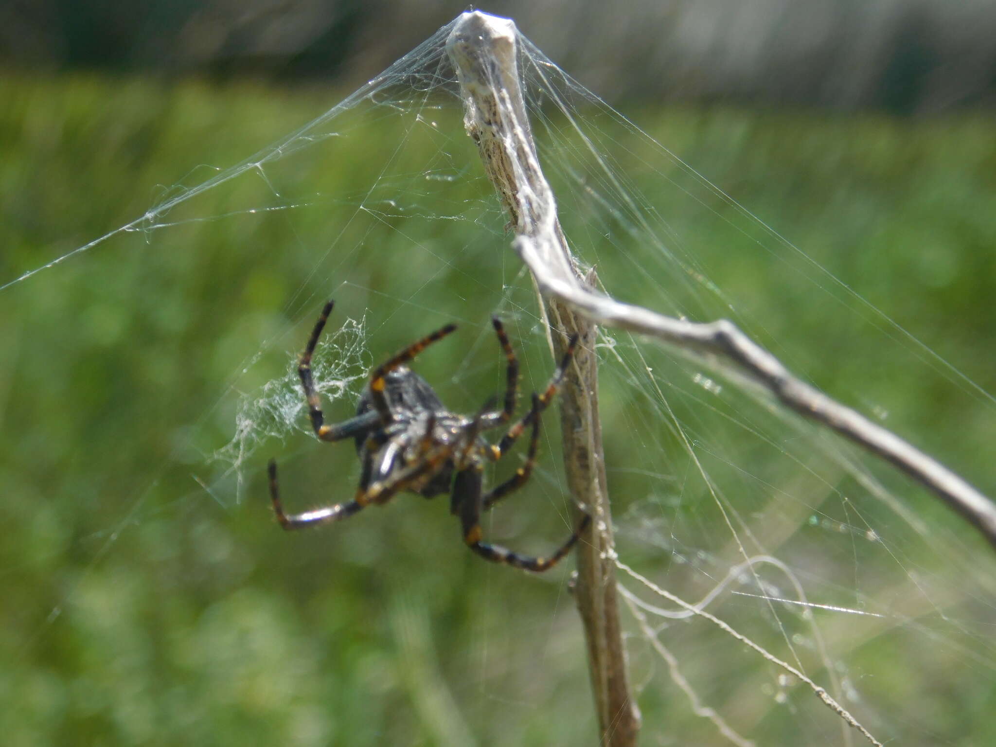 Image of Parawixia bistriata (Rengger 1836)