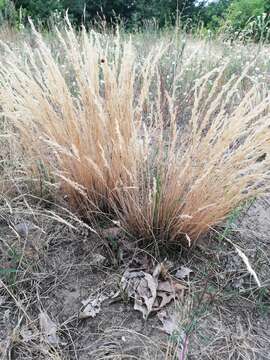 Image of clubawn grass