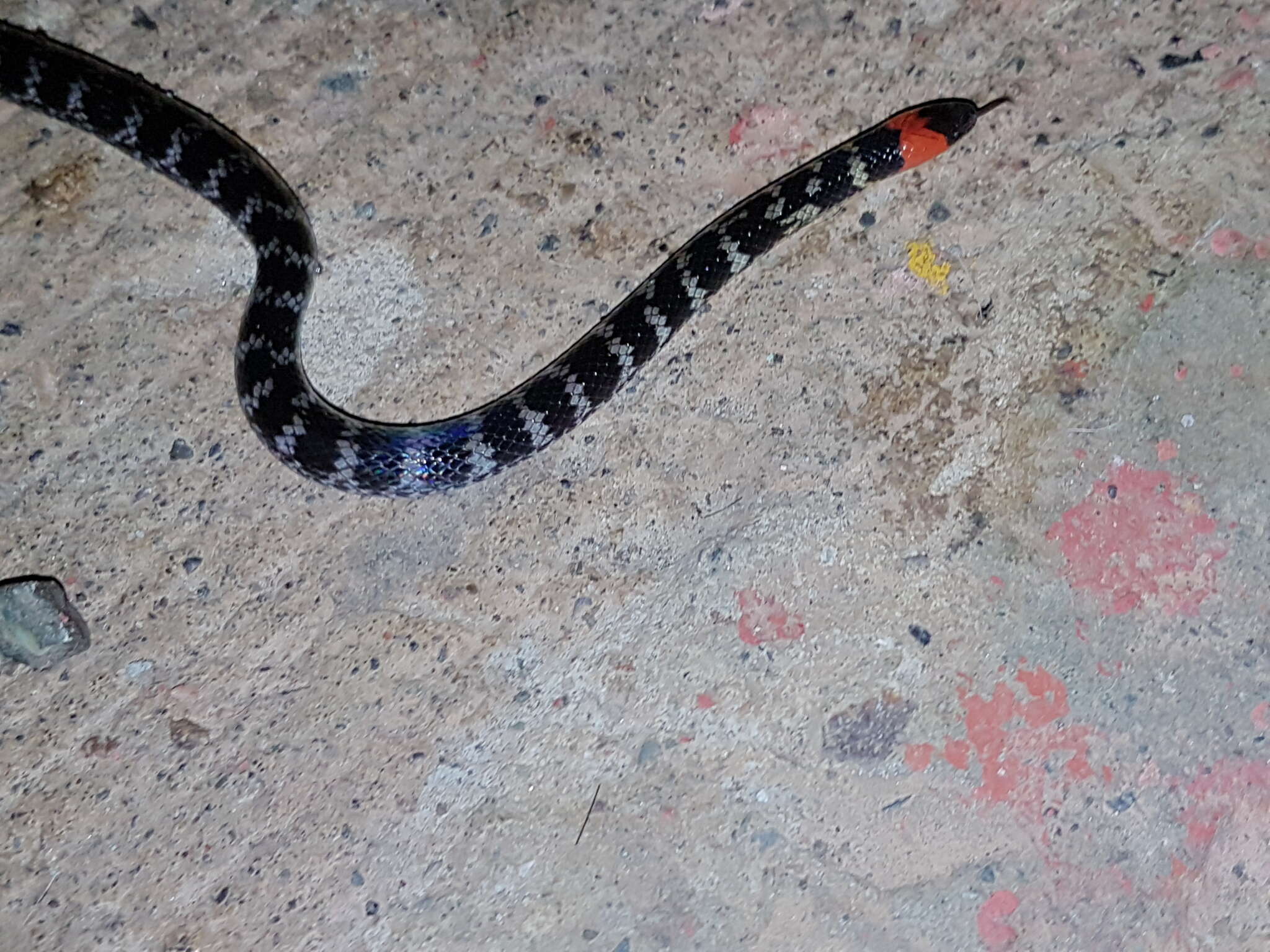 Image of Clark's Ground Snake