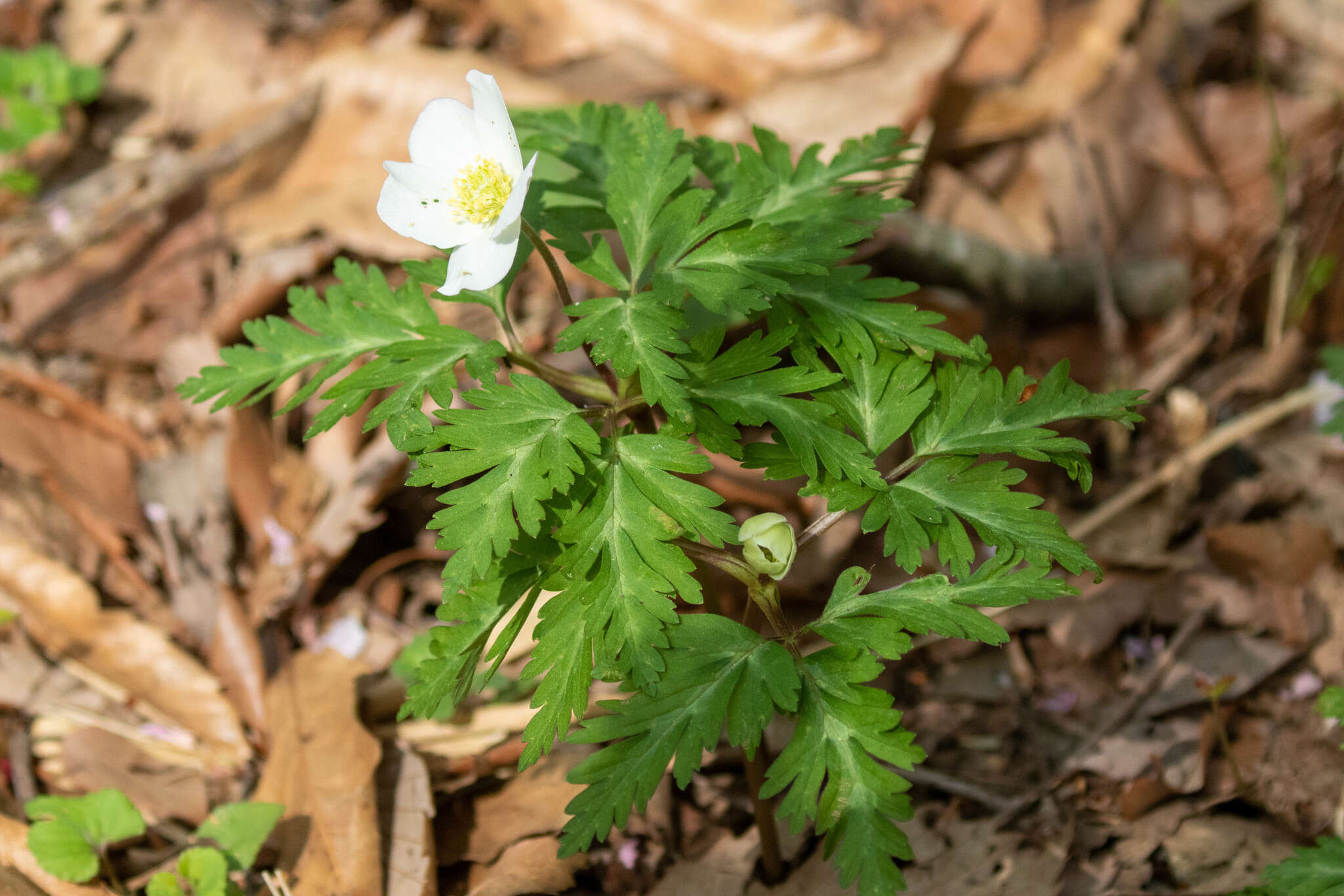 Слика од Anemone nikoensis Maxim.