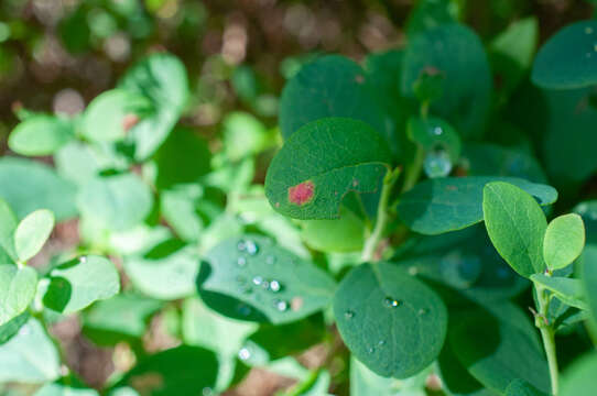 Image of Exobasidium pachysporum Nannf. 1981