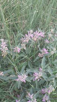 Image of Phlomis herba-venti L.