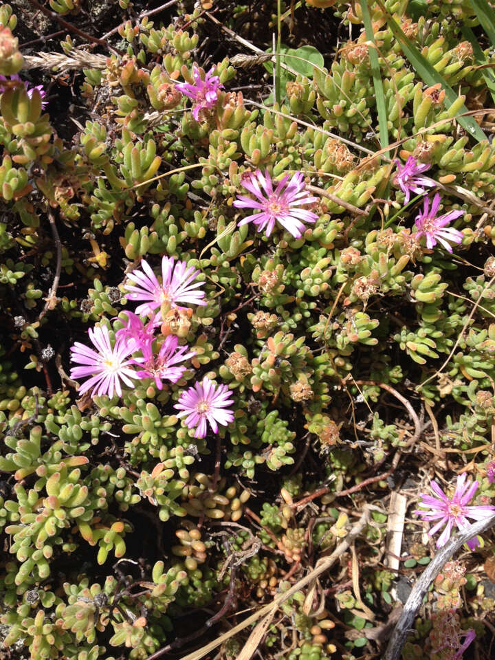 Image of showy dewflower