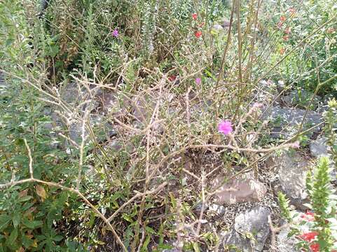 Image de Mirabilis glabrifolia (Ortega) I. M. Johnston