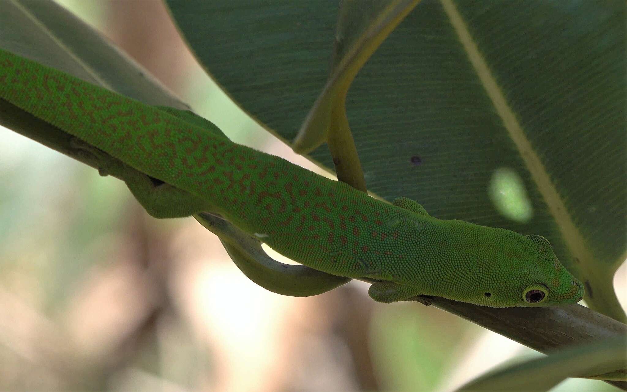 Imagem de Phelsuma v-nigra anjouanensis Meier 1986