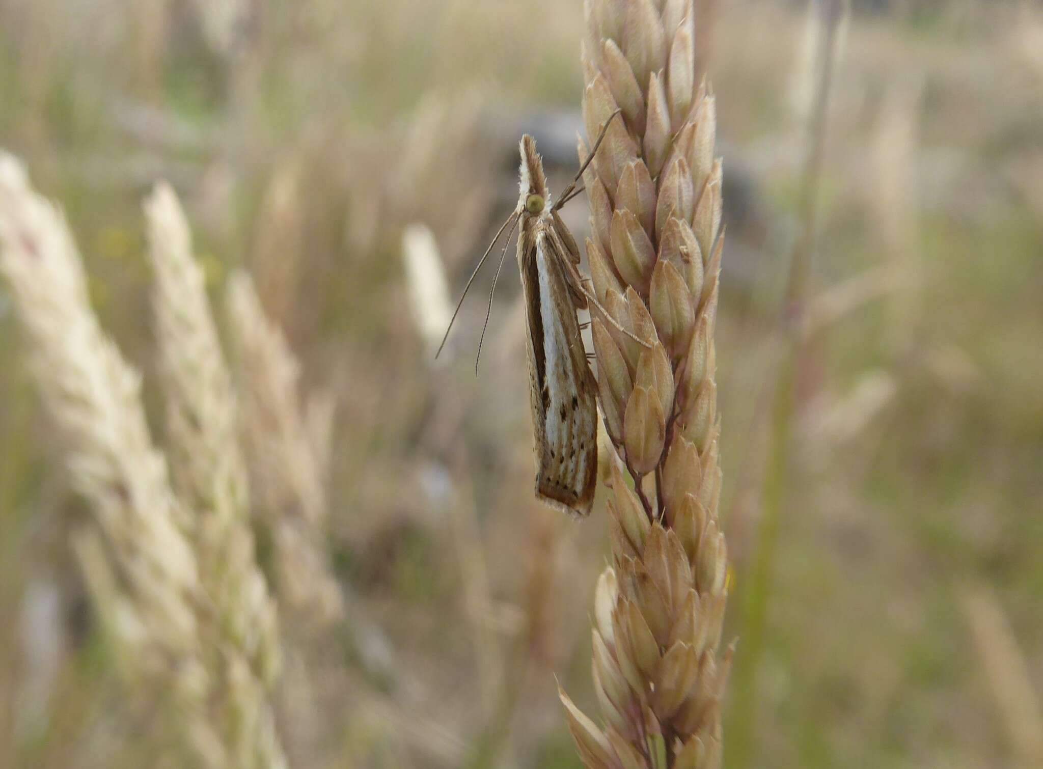 Image of Orocrambus ramosellus Doubleday 1843