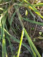 Image of hairy crabgrass